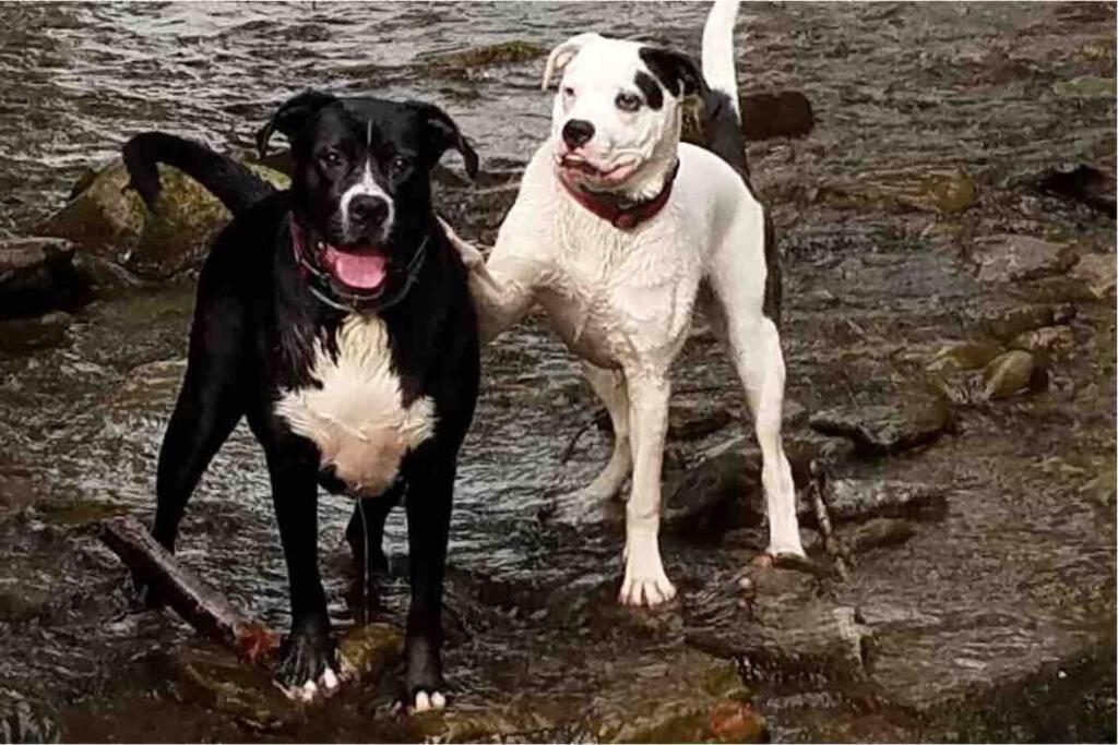 Roscoe Cottage Pet Friendly מראה חיצוני תמונה